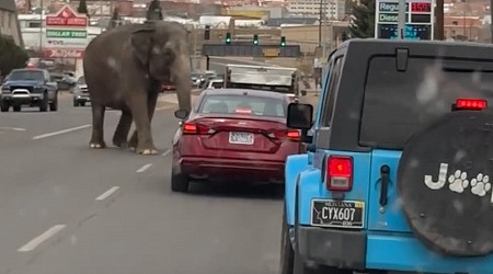 Elephant Runs Amok After Escaping Circus for Third Time