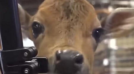 Maine gun store counts a cow among its employees