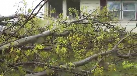 Gusty winds topple trees, displace ducks in Lawson