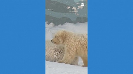 WATCH: Polar bear cubs make first steps at Siberian zoo