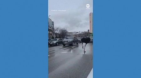 WATCH: Police chase runaway ostrich in South Korea