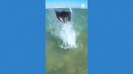 WATCH: Stingray leaps out of ocean in front of kitesurfer