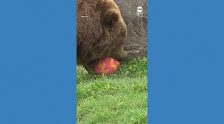 WATCH: German zoo hosts Easter egg hunt for animals