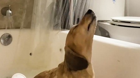 WATCH: Watch this happy dachshund enjoy his shower time