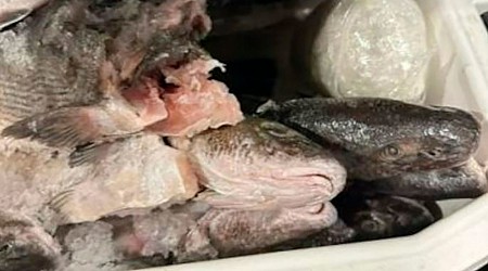 Pounds of meth found in ice chest full of dead fish as car tries to cross into US from Mexico