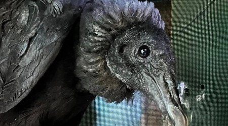 Dumpster-diving vultures in Connecticut became intoxicated