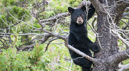Group of Six People Rip Bear Cubs Out of Tree to Take Selfies With Them