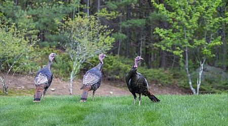 Wild turkey populations declined in some areas of U.S.