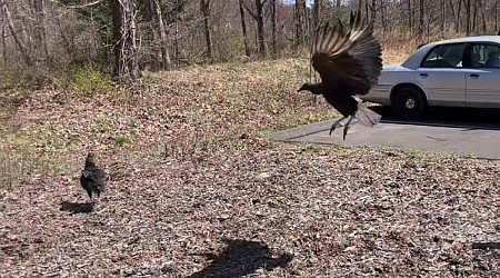 Two vultures found 'too drunk to fly' in Connecticut