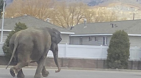 Video: Escaped circus elephant stops traffic in Montana
