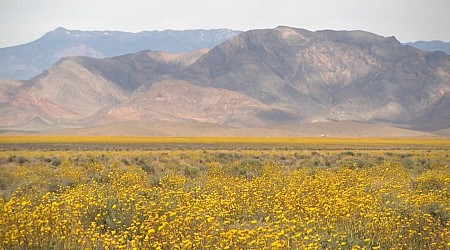 WATCH: Tourists flock to see Death Valley in bloom