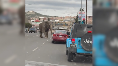 Escaped circus elephant, Viola, stops traffic in Montana city