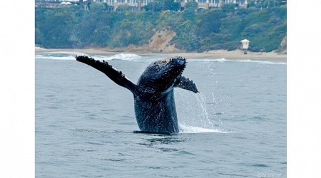 A frolicking humpback, 3 minkes and dolphins put on a show off California coast