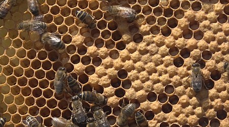 Steps to help South Carolina bees on Earth Day