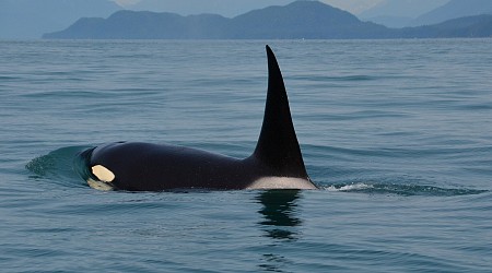 Extinction risk to southern resident orcas accelerating as researchers raise alarm