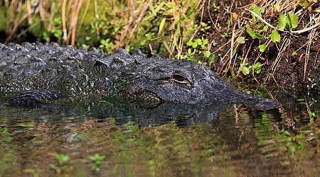 An alligator attack victim in South Carolina thought he was going to die. Here's how he escaped and survived.