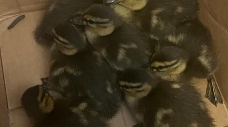 Ducklings reunited with mom after wandering into Virginia hotel