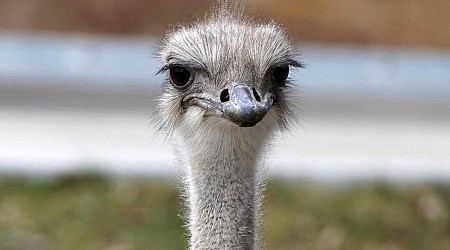 "Vibrant and beloved ostrich" dies after swallowing zoo staffer's keys, Kansas zoo says