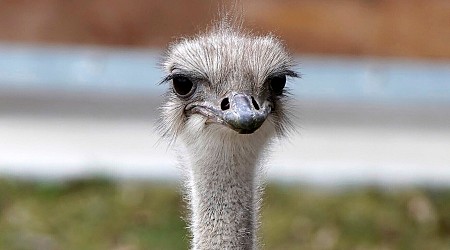 An adored ostrich at a Kansas zoo has died after swallowing a staff member's keys