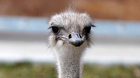 Ostrich at Kansas zoo dies after swallowing staff member’s keys