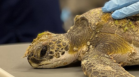 SC Aquarium sees influx in sea turtle patients