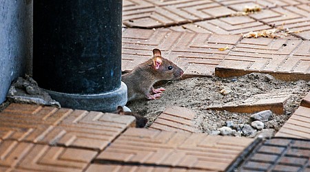 How Rats Took Over North America