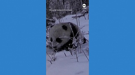 WATCH: Infrared cameras capture giant panda cub