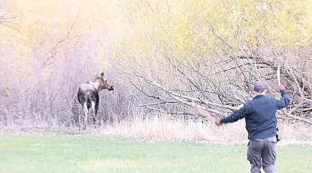 Moose chased away from Montana high school