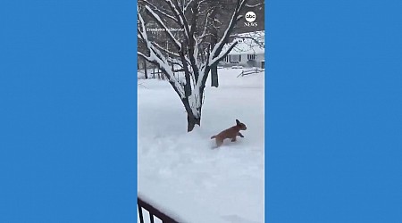 WATCH: Dog frolics through snow in Lake George