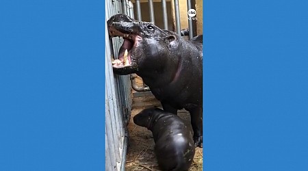 WATCH: Rare pygmy hippo makes debut at Greek zoo