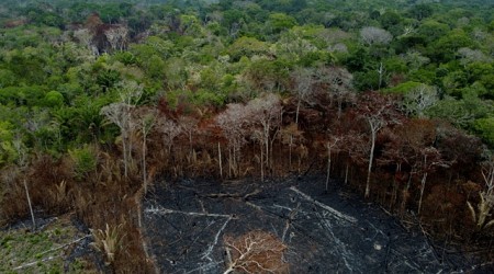 Nel 2023 la deforestazione è rimasta a livelli preccupanti, secondo un rapporto