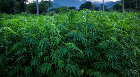 Global cannabis-linked Ponzi scheme busted