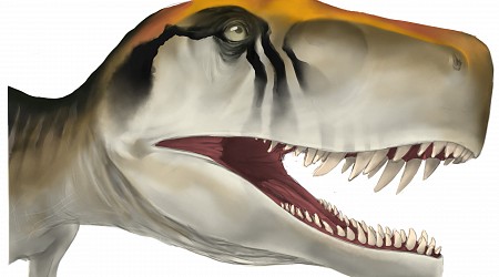Early dinosaurs grew up fast, but fossil analysis suggests they weren't the only ones