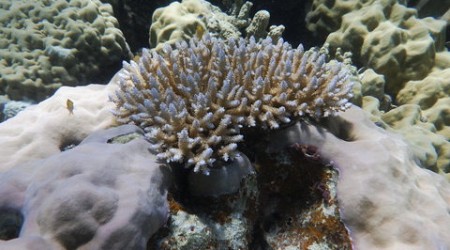The search for heat-resistant corals