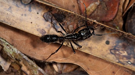 Picada de formiga que vive no Brasil é a mais dolorosa do mundo: “parece um tiro”, diz biólogo