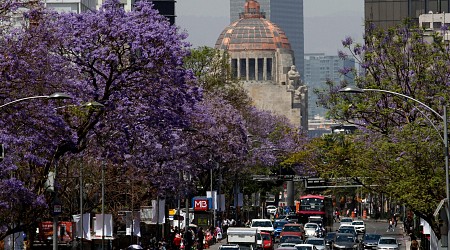 The Enchanting Blossom Explosion of Jacaranda Trees in Mexico City