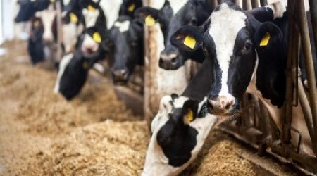 Illness Impacting Dairy Cattle Is Confirmed as Highly Pathogenic Avian Flu