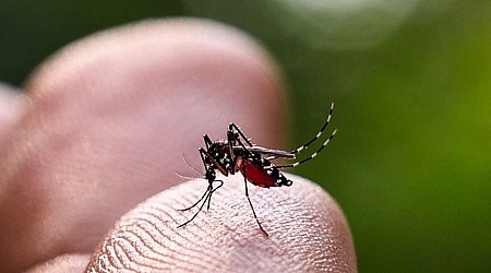 Brote histórico de dengue en Argentina: ¿a qué se debe?