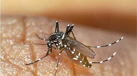 Dengue : le nombre de cas a explosé en France métropolitaine depuis le début de l’année