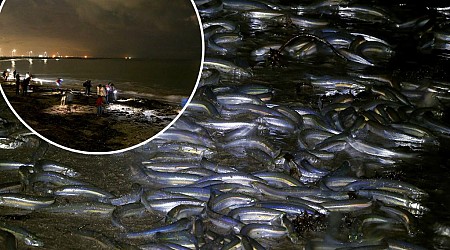 Fish orgies taking over California beaches during full moon - the strange reason why revealed
