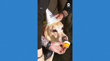 WATCH: TSA explosives detection canine given party to celebrate retirement