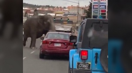 Un elefante causa el caos tras escapar de un circo