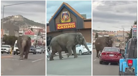 WATCH: Circus Elephant Runs Loose Down Montana Road After Escaping Handler