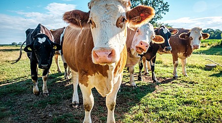 Mensch steckt sich mit Vogelgrippe an – bei einer Kuh