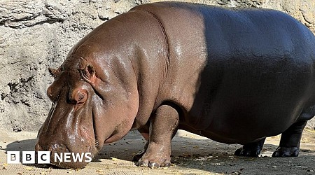 Male hippo in Japanese zoo found to be female