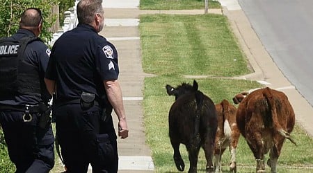 Three cows lead Kansas police on hoof-chase