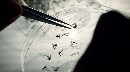 Dengue hits the Americas hard and early