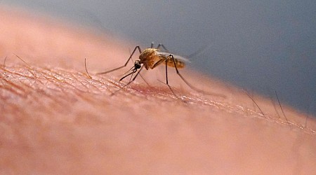 Dengue-epidemi i Puerto Rico