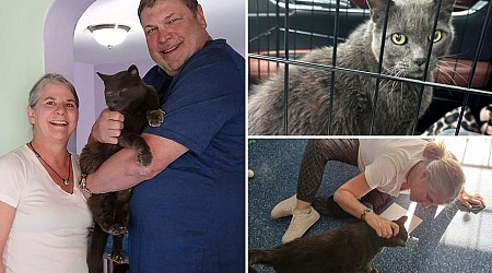 Nevada couple reunited with missing cat after 5 years and a 1,200 mile trip