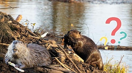 Can I Get Rid Of A Beaver Dam On My Property In Minnesota?